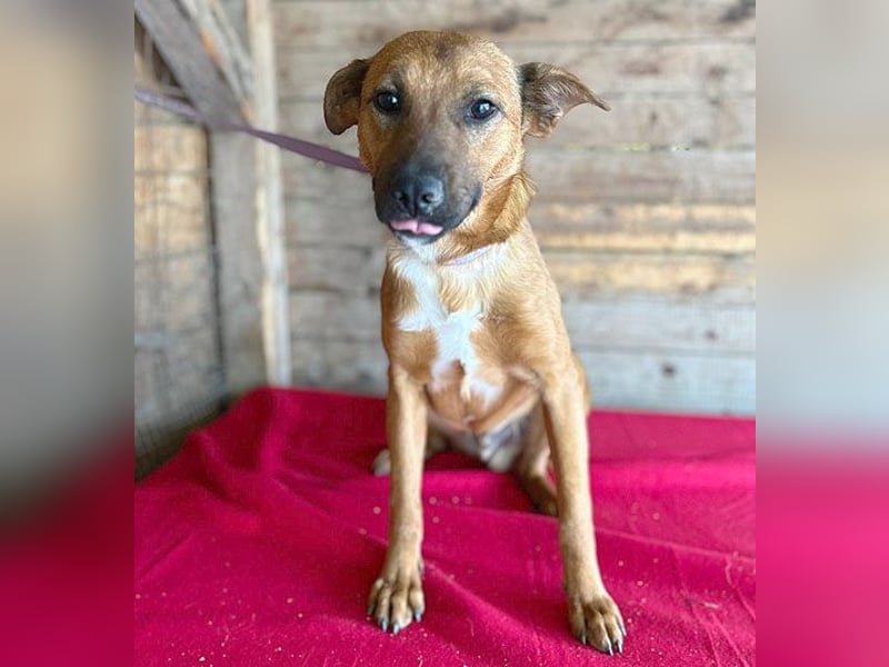 ❤️ liebenswerter NIKO - 9 Monate, 44cm/13kg - Mischling