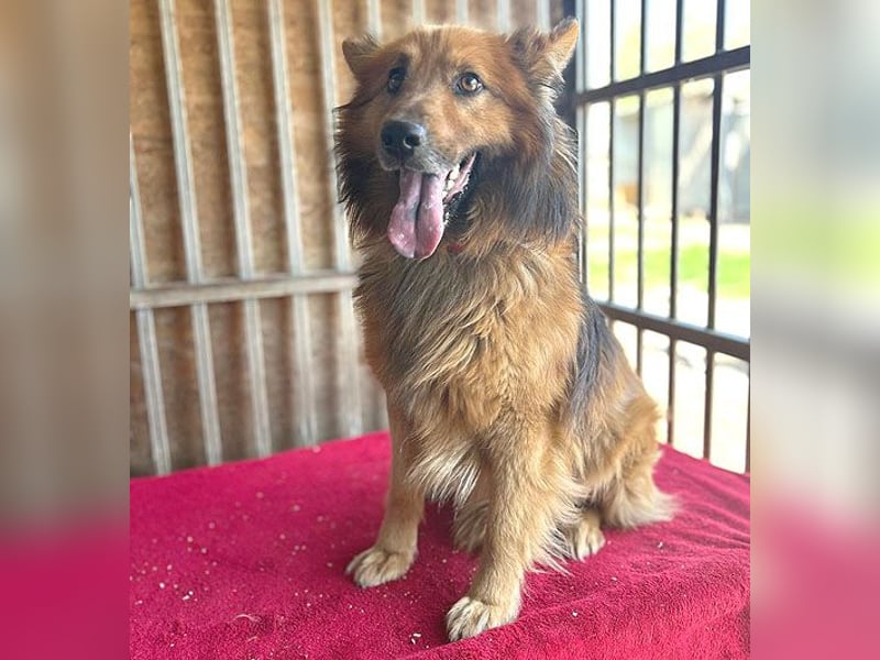❤️ superlieber ALFI - 1,5 Jahre, 46cm/16kg - Mischling