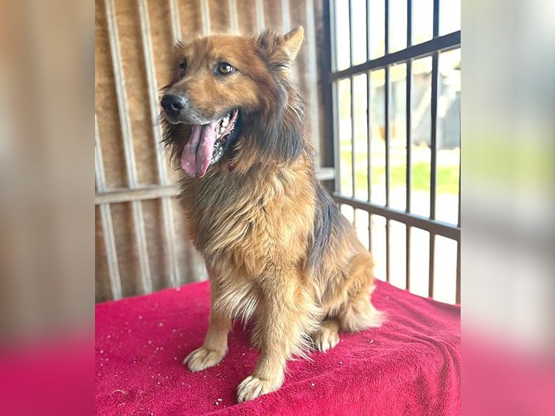 ❤️ superlieber ALFI - 1,5 Jahre, 46cm/16kg - Mischling