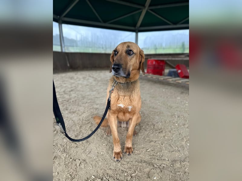 Bailey charakterstarker, großer Herdenschutzhund Bracken Mischling Rüde sucht konsequente Menschen