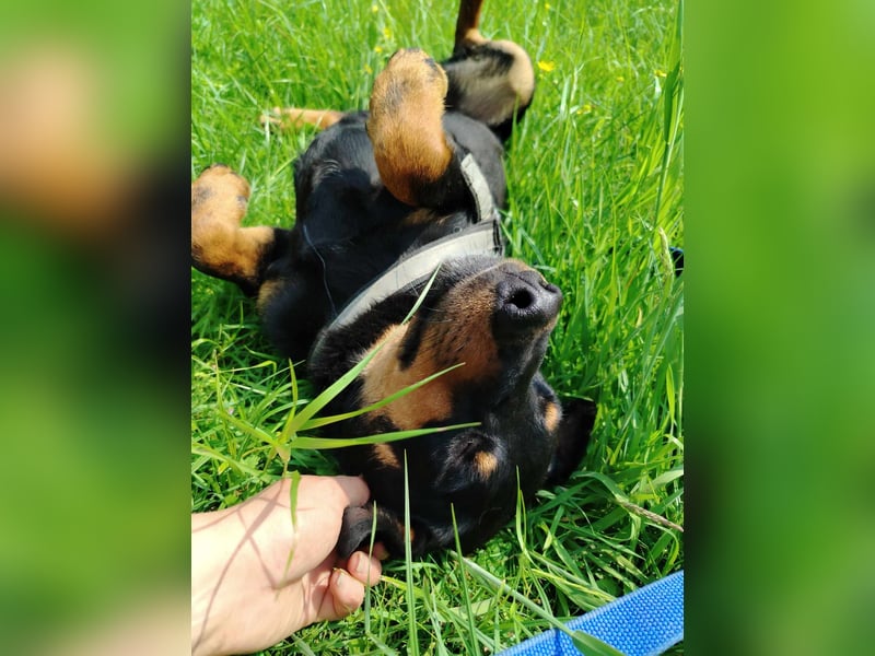 Hübscher Timmy sucht ein Zuhause oder eine Pflegestelle