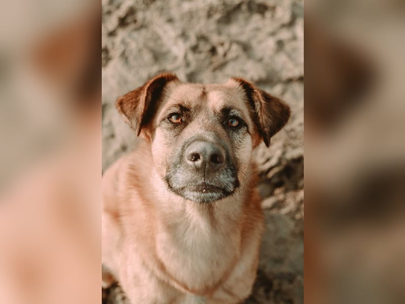 großer lieber Mischlings-Rüde Koda sucht seine Menschen