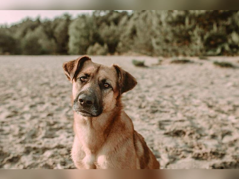 großer lieber Mischlings-Rüde Koda sucht seine Menschen