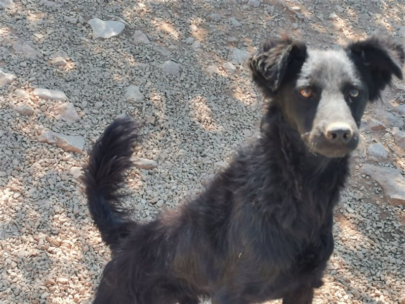 lieber Kiko sucht Menschen mit Hundeerfahrung