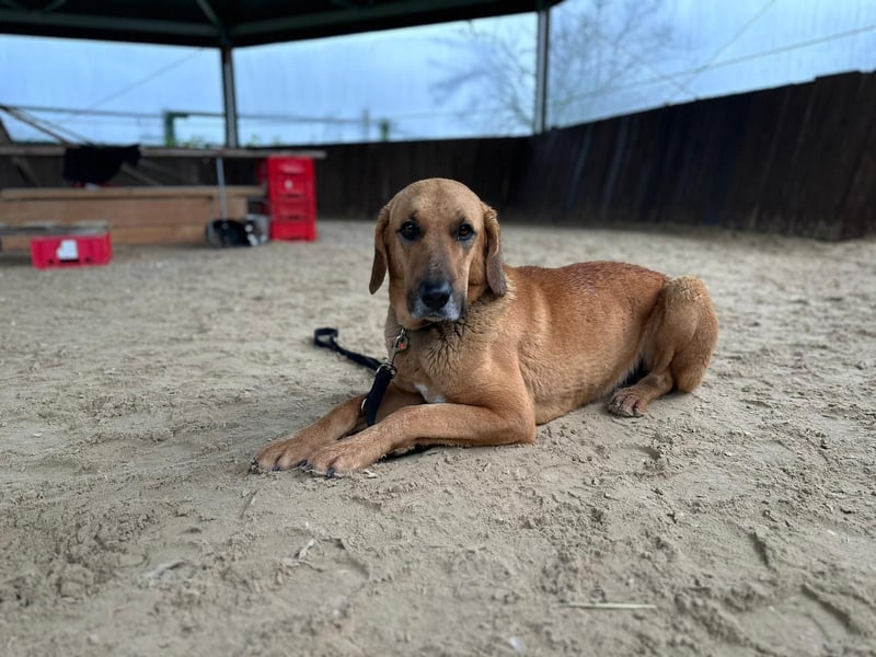 Bailey charakterstarker, großer Herdenschutzhund Bracken Mischling Rüde sucht konsequente Menschen