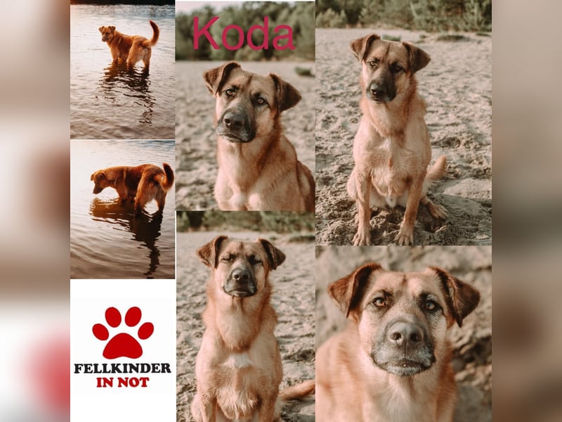 großer lieber Mischlings-Rüde Koda sucht seine Menschen