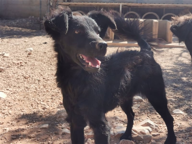 lieber Kiko sucht Menschen mit Hundeerfahrung