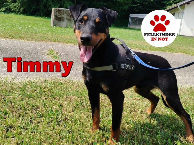 Hübscher Timmy sucht ein Zuhause oder eine Pflegestelle