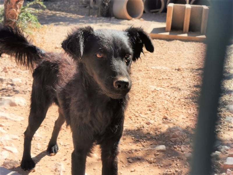 lieber Kiko sucht Menschen mit Hundeerfahrung
