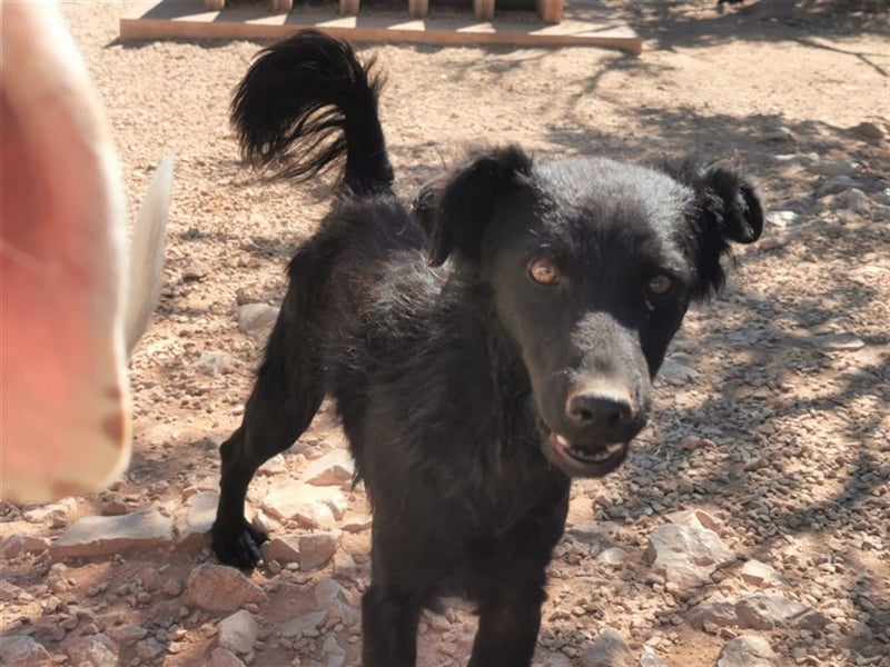 lieber Kiko sucht Menschen mit Hundeerfahrung