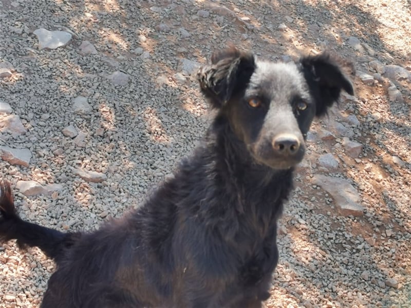 lieber Kiko sucht Menschen mit Hundeerfahrung