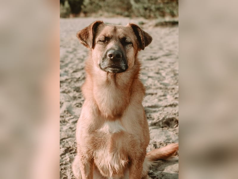 großer lieber Mischlings-Rüde Koda sucht seine Menschen