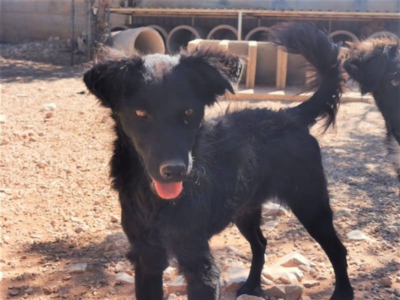 lieber Kiko sucht Menschen mit Hundeerfahrung