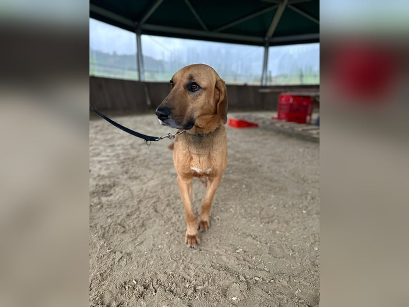 Bailey charakterstarker, großer Herdenschutzhund Bracken Mischling Rüde sucht konsequente Menschen