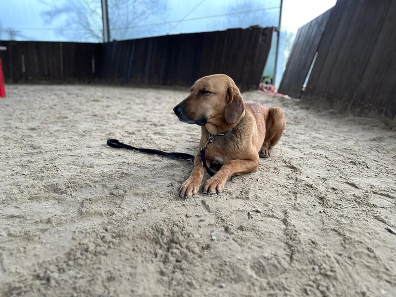 Bailey charakterstarker, großer Herdenschutzhund Bracken Mischling Rüde sucht konsequente Menschen