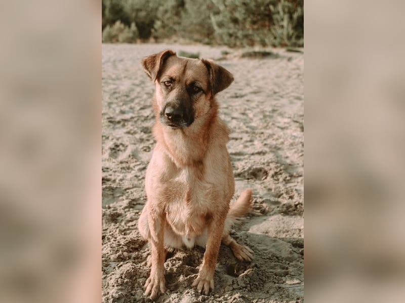 großer lieber Mischlings-Rüde Koda sucht seine Menschen