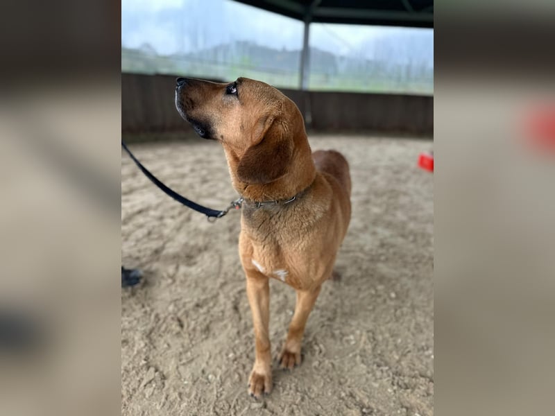 Bailey charakterstarker, großer Herdenschutzhund Bracken Mischling Rüde sucht konsequente Menschen