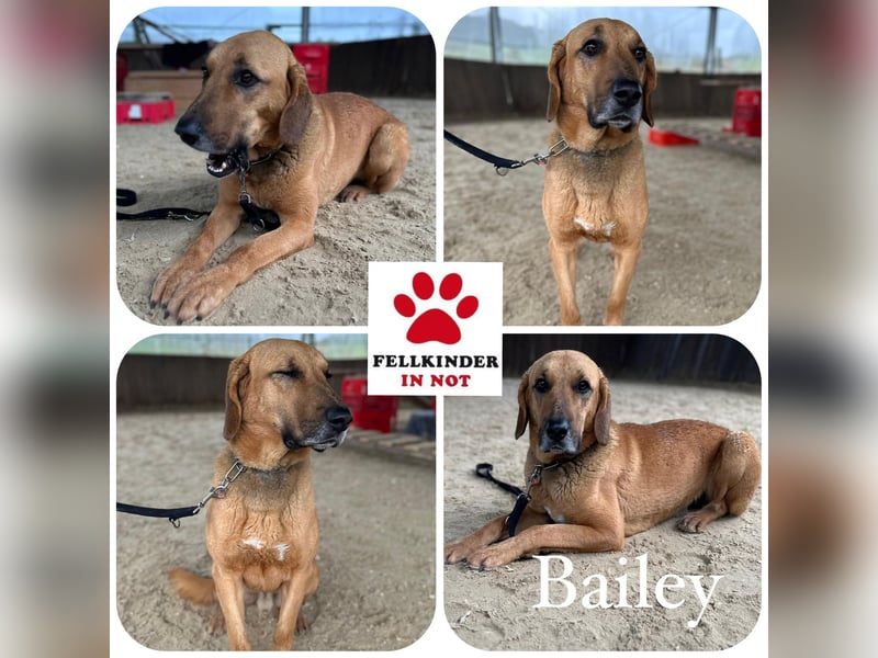 Bailey charakterstarker, großer Herdenschutzhund Bracken Mischling Rüde sucht konsequente Menschen