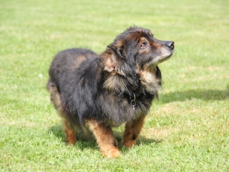 FRODO sucht ein Zuhause