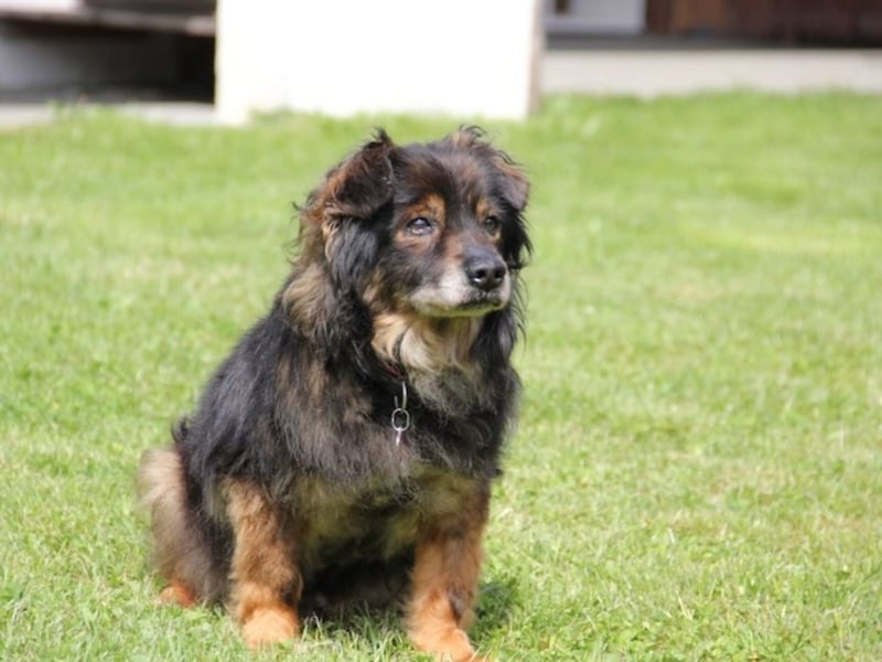 FRODO sucht ein Zuhause