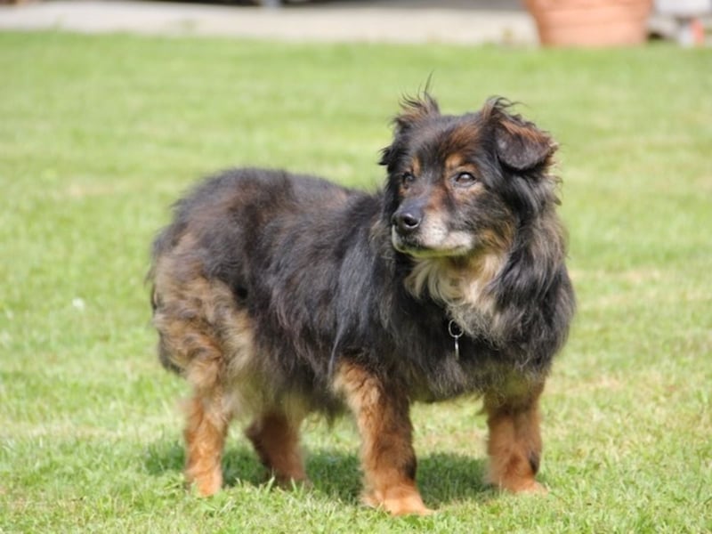FRODO sucht ein Zuhause