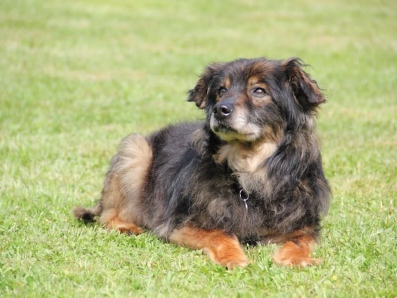 FRODO sucht ein Zuhause