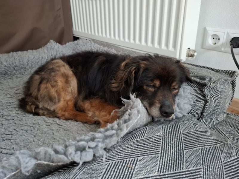 FRODO sucht ein Zuhause
