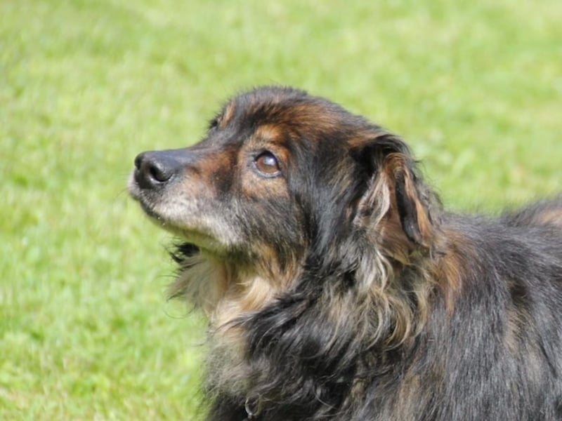FRODO sucht ein Zuhause