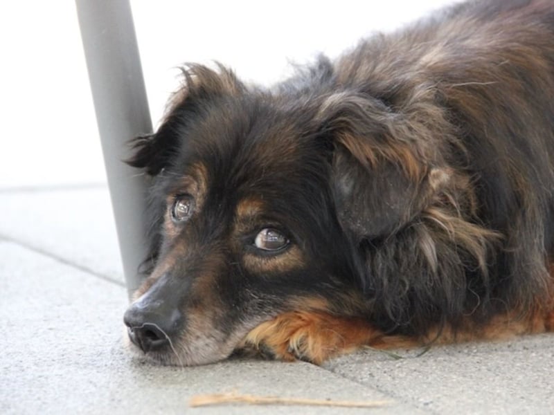 FRODO sucht ein Zuhause