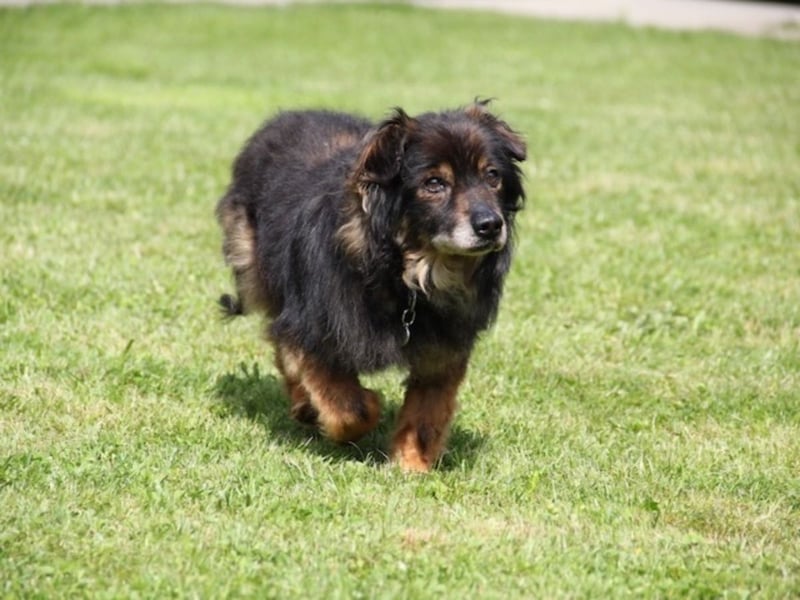 FRODO sucht ein Zuhause