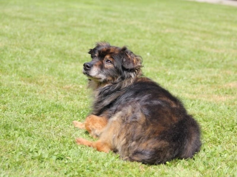 FRODO sucht ein Zuhause