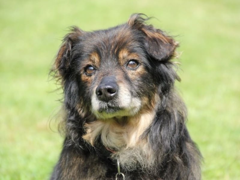 FRODO sucht ein Zuhause