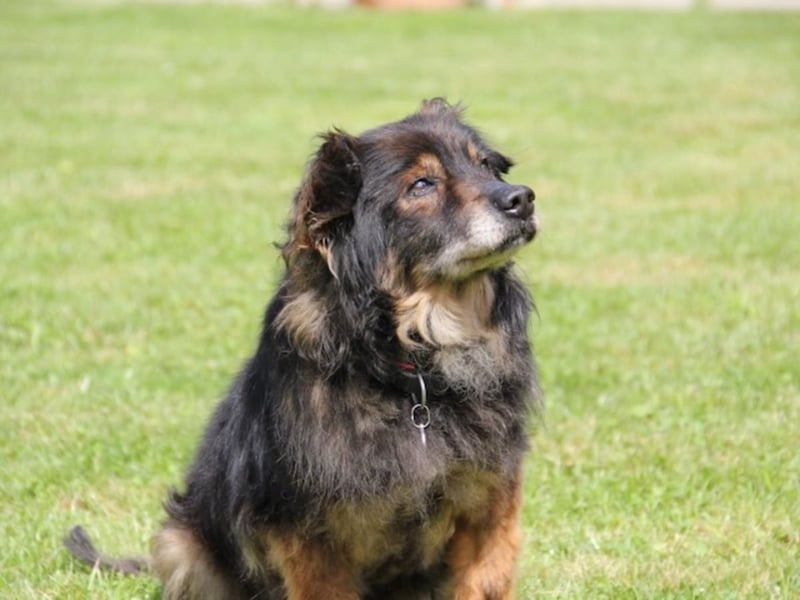 FRODO sucht ein Zuhause