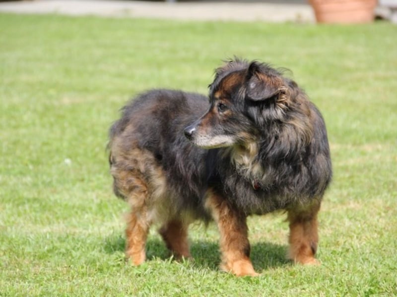 FRODO sucht ein Zuhause