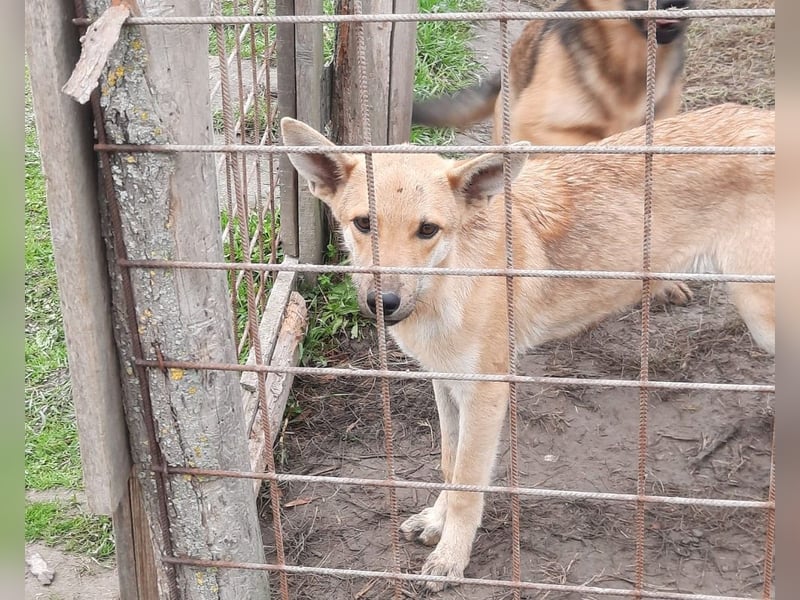 Pluto sucht einZuhause