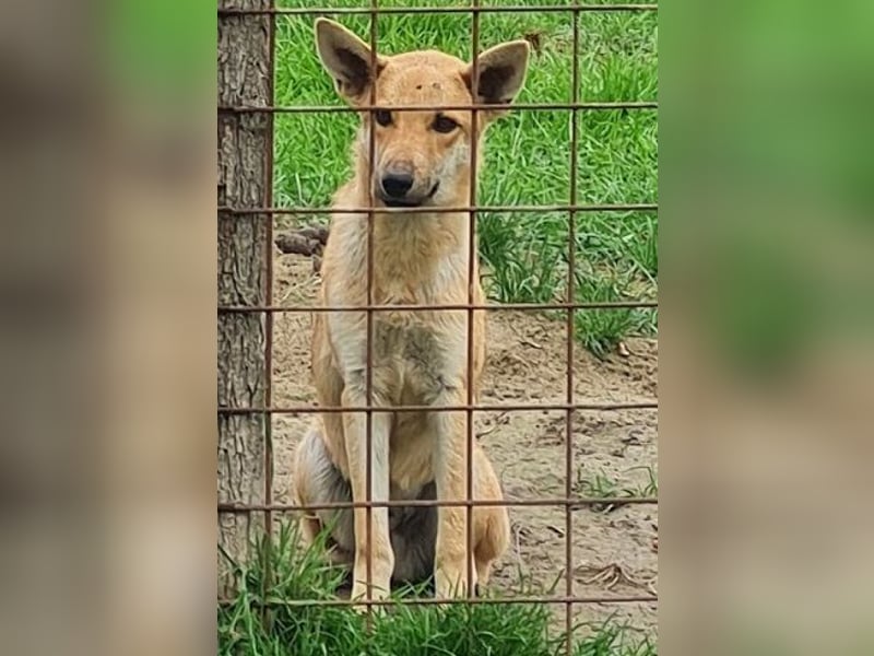 Pluto sucht einZuhause
