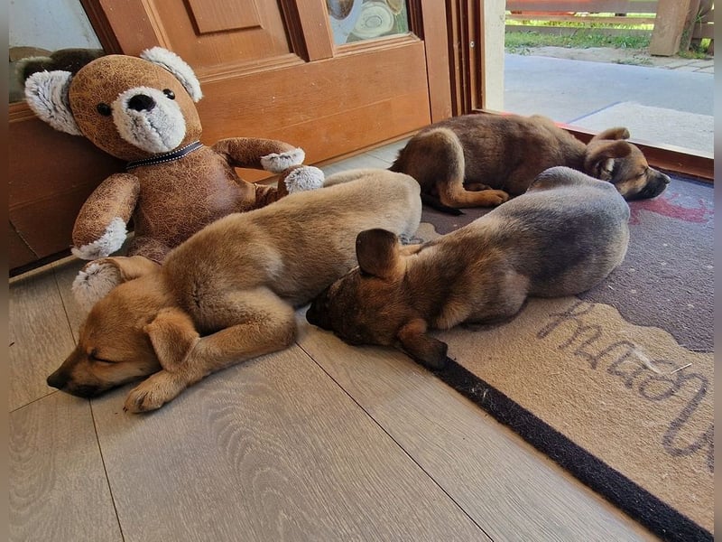 Pluto sucht einZuhause