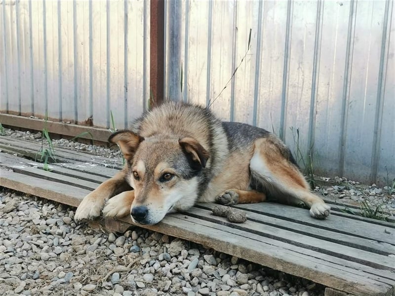 Max - wartet schon sooo lange