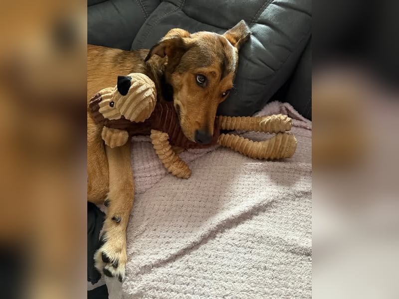Gordon sucht neues Zuhause