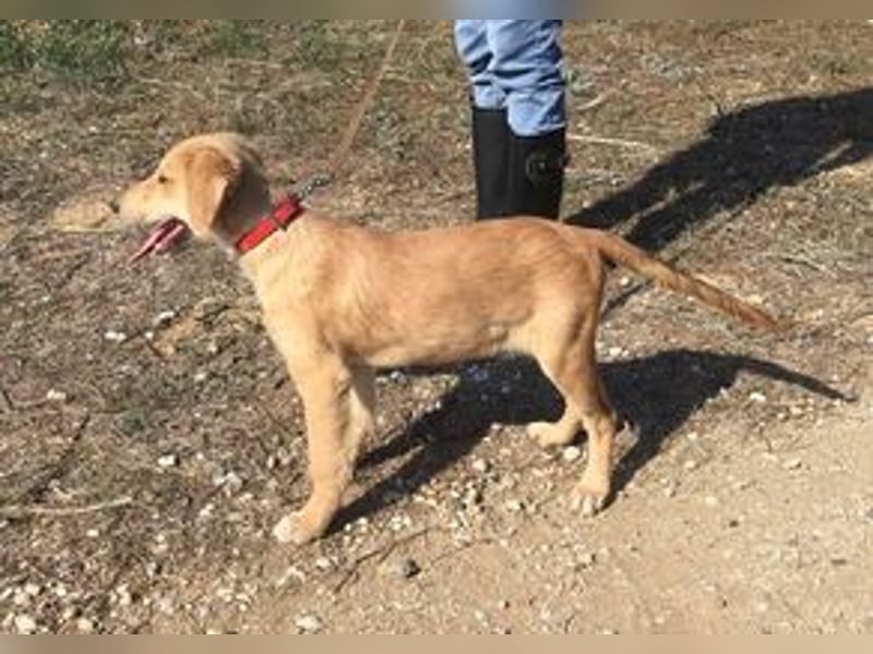 Gordon sucht neues Zuhause