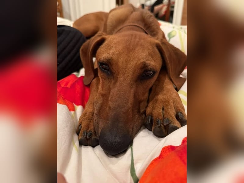 Canello, weil sein Fell an Zimt erinnert