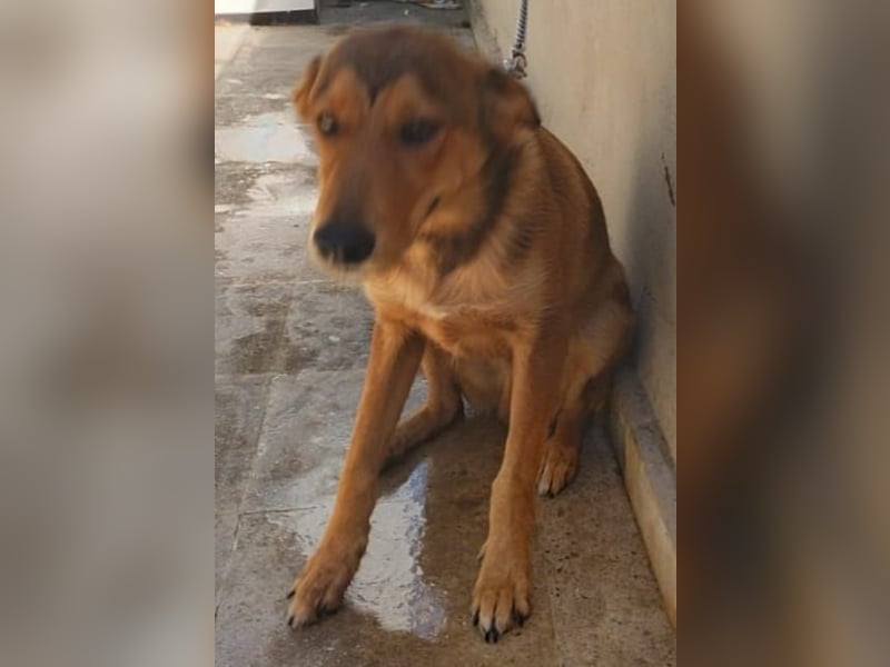 Gordon sucht neues Zuhause