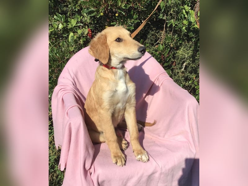 Gordon sucht neues Zuhause