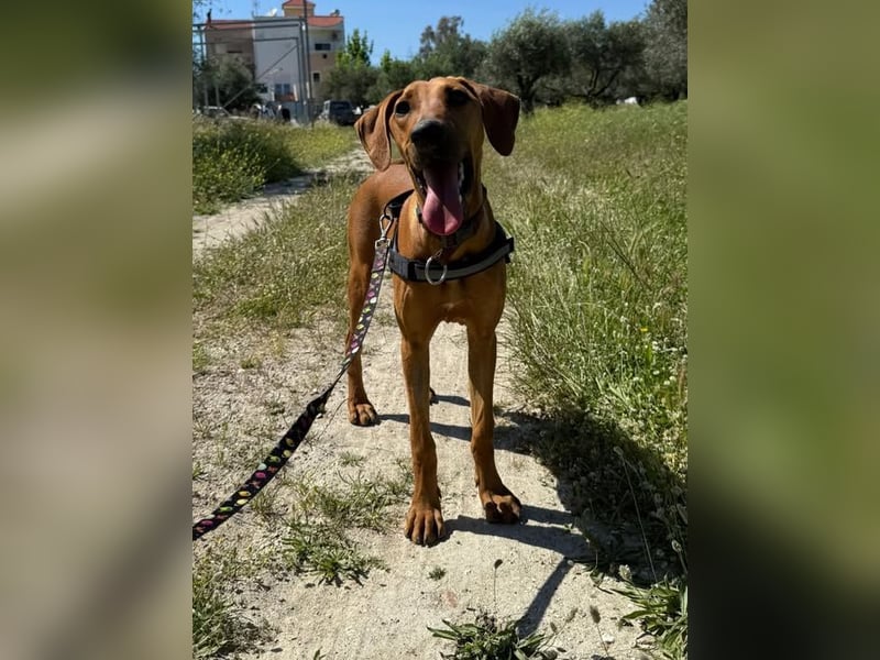 Canello, weil sein Fell an Zimt erinnert