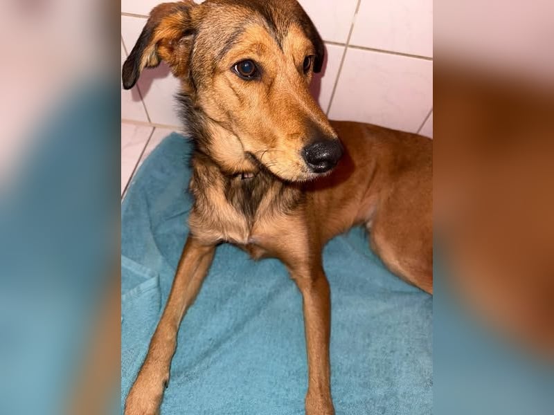 Gordon sucht neues Zuhause