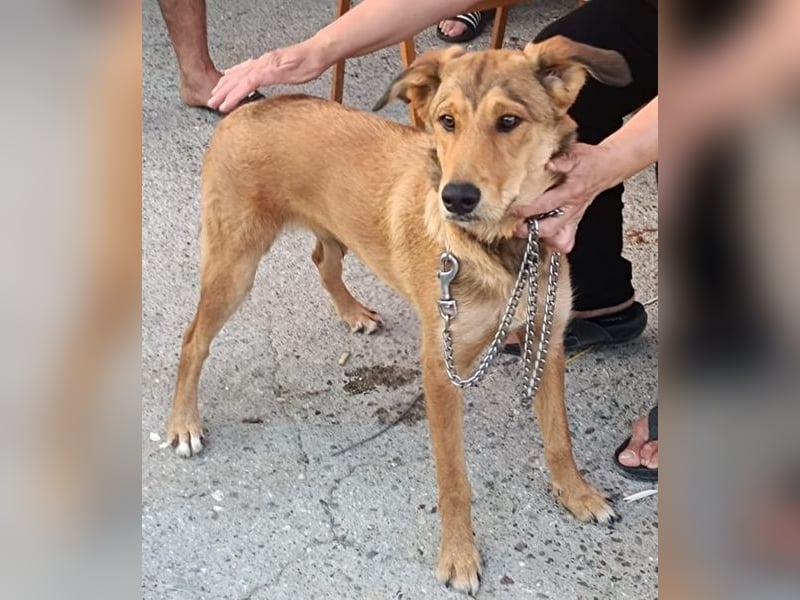 Gordon sucht neues Zuhause