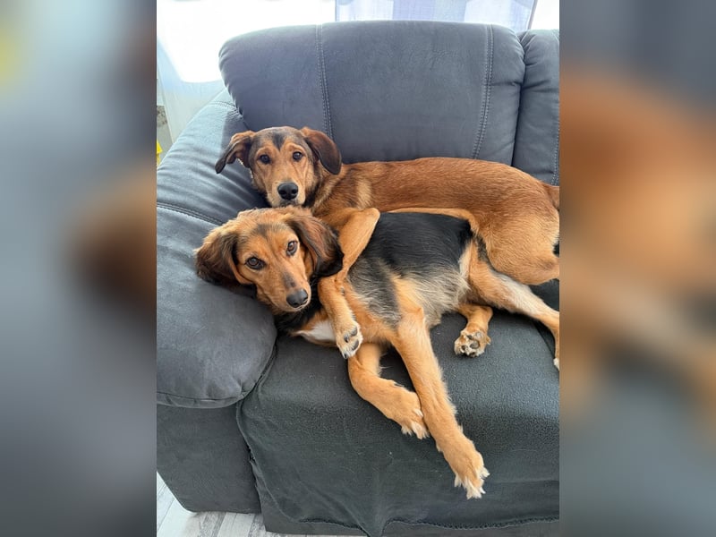 Gordon sucht neues Zuhause