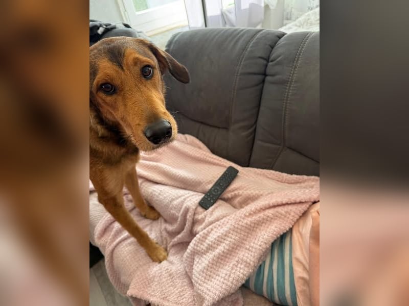 Gordon sucht neues Zuhause