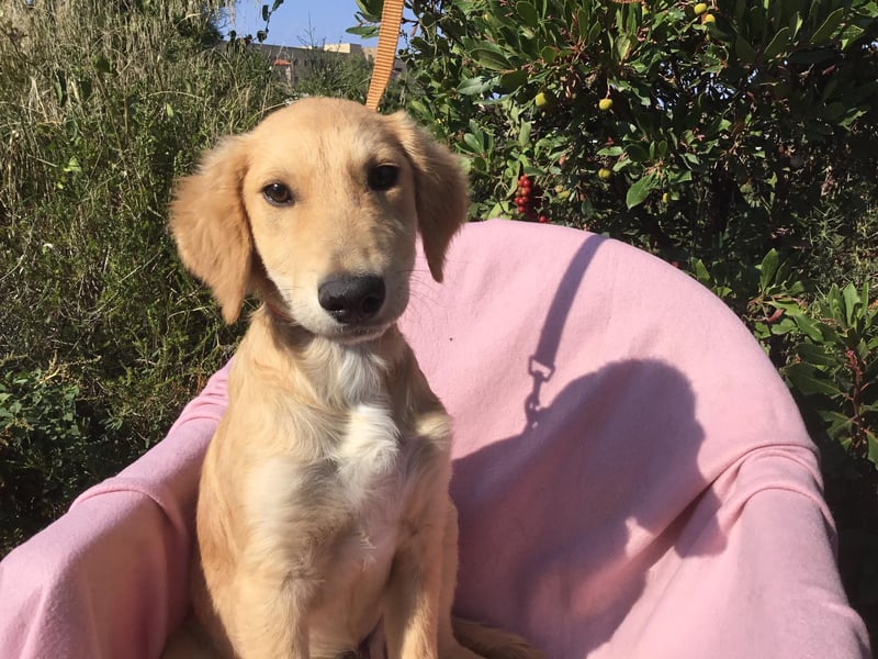 Gordon sucht neues Zuhause