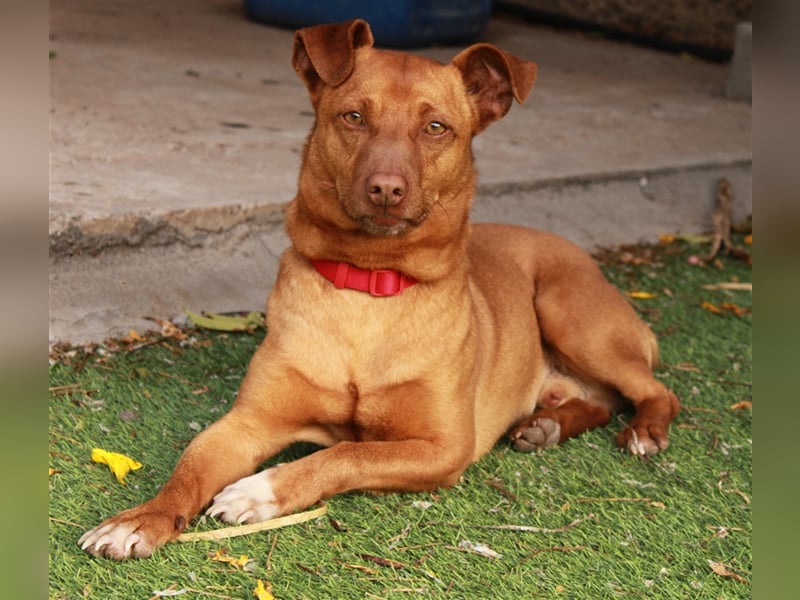 Felipe